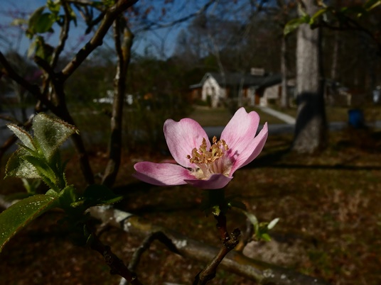 {Pseudocydonia sinensis}